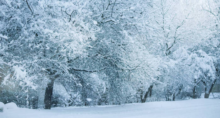 降雪。城市街道上有被雪覆盖的树木。蓝色的冬天早晨, 雪风景