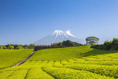 茶园和富士山