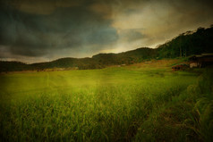 绿色稻田在农村泰国，复古风格垃圾论文的背景