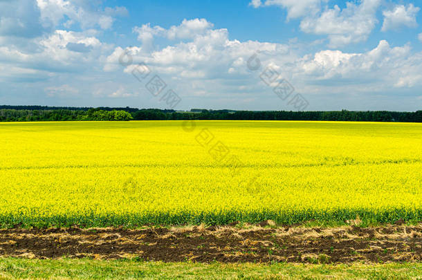 鲜黄色的油菜籽田。在foregr的耕地上有深色<strong>条纹</strong>的油菜田