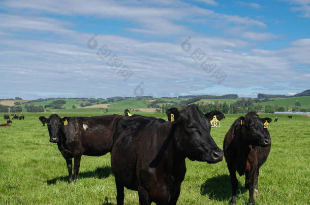 新西兰农业工业封闭式绿色农场的黑牛