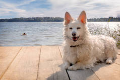 小白狗躺在湖边的一个木码头上。女人在远处游泳