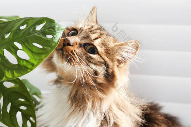 家门口靠窗的可爱的猫和室内植物.<strong>条幅设计</strong>
