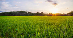 稻田全景与日出或日落和阳光耀斑