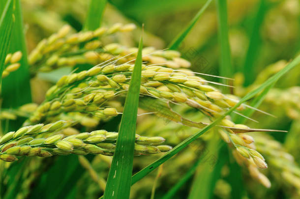 田间水稻籽粒生长的闭观