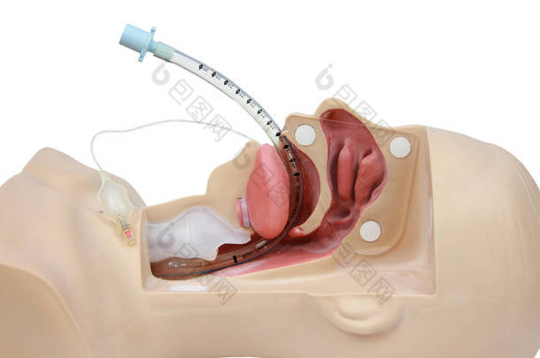气管插管医学模拟<strong>训练</strong>。人工 v