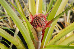 菠萝花序从多个卵巢的果实形式的茎中生长出来的侧视图, 顶部呈粉红色和黄色的苞片螺旋状, 并被锐利的倒钩边缘的叶子包围.
