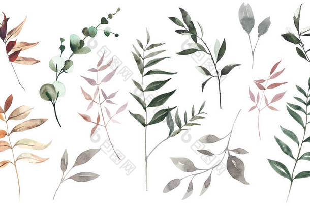 一组水彩叶,草本植物,枝条.植物区系。花卉设计要素