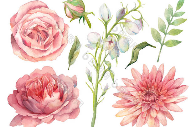 手绘花卉元素集。牡丹、钟花、玫瑰花和树叶的水彩画。在白色背景上分离的自然物体