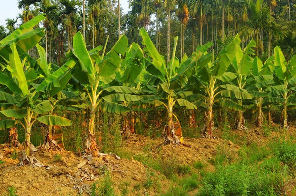 香蕉<strong>种植</strong>在不同的气候条件下可能会取得不同程度的成功，但商业香蕉<strong>种植</strong>园主要分布在赤道地区和香蕉出口国。香蕉<strong>种植</strong>园，除了<strong>种植</strong>水果外，还可能是