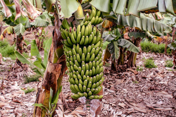 香蕉树在一个典型的种植园
