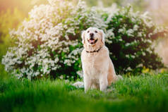 阳光明媚的夏日，在草坪公园里，积极、微笑、快乐、纯洁的拉布拉多猎犬在户外觅食