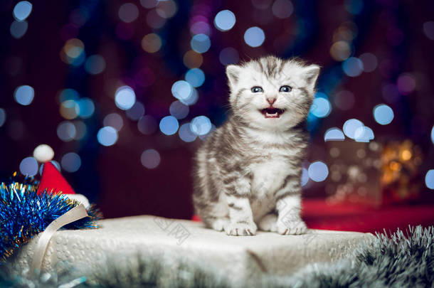 喵喵小猫坐在圣诞礼物