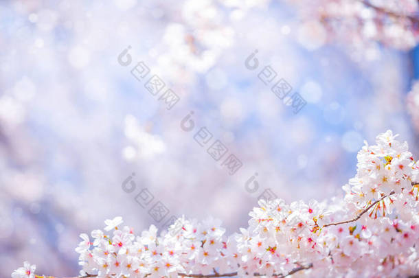 樱花在春天开花作为背景或复制文字的空间  