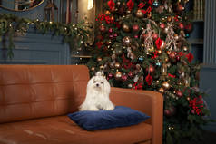 新的一年里生活在室内的狗。马耳他的狗躺在圣诞树下的沙发上