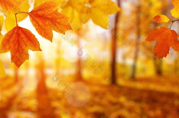  秋天的叶子落在太阳上,模糊了树木.秋季背景.