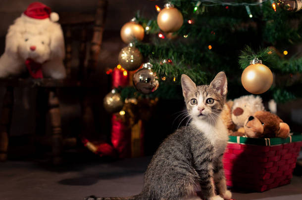 美丽的小猫的肖像。圣诞气氛中的小猫.