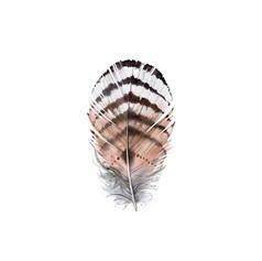 水彩羽毛手绘褐色翅膀。Boho风格的插图孤立在白色上。野鸟羽毛在乡村明亮的颜色为花束，卡片