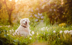 阳光明媚的夏日，在草坪公园里，积极、微笑、快乐、纯洁的拉布拉多猎犬在户外觅食