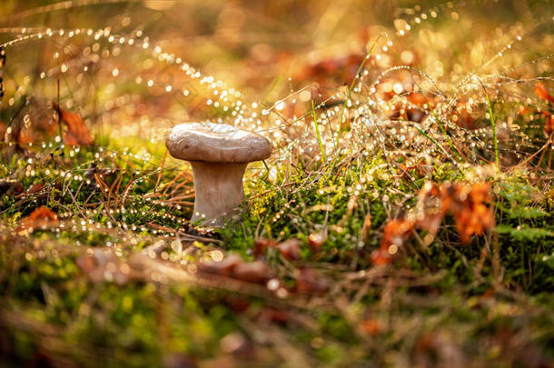 蘑菇玻利多人在雨中阳光明媚的森林里.