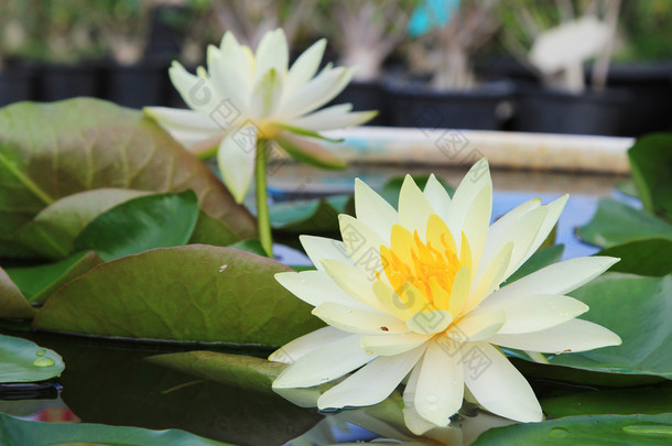 宏关闭了白色黄色莲花花或威特莉莉