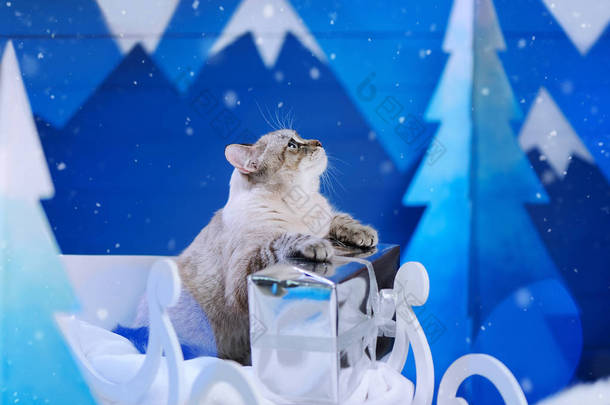 小猫与礼物盒仰望雪抗冬天 