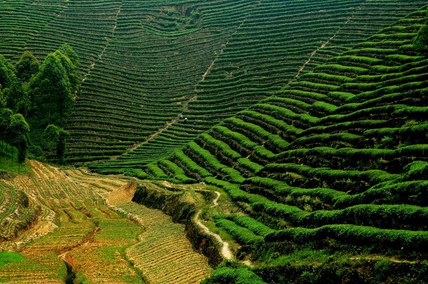 <strong>峨眉</strong>山，中国： 梯田的花草茶行