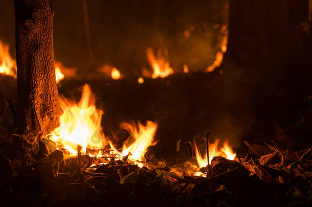 森林大火, 野火燃烧树在夜间在森林中的红色和橙色的颜色, 北部泰国.