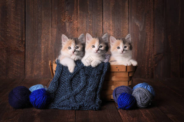 三只可爱的卡利科猫躺在木制背景的针织纱篮里