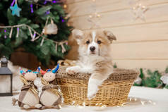 纯正的威尔士科尔吉犬在圣诞装饰。新年假期