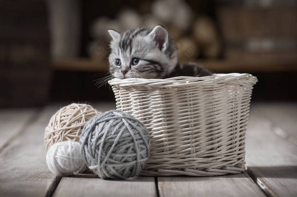 在旧器皿的<strong>背景</strong>上，一只<strong>小</strong>猫咪在篮子里的画像，篮子里有编织球