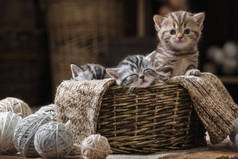 一群带条纹的小猫咪在一个装有纱线球的旧篮子里