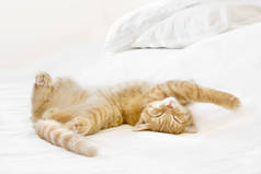 生姜的英国短毛猫咪睡在床上。 3个月大的小猫.
