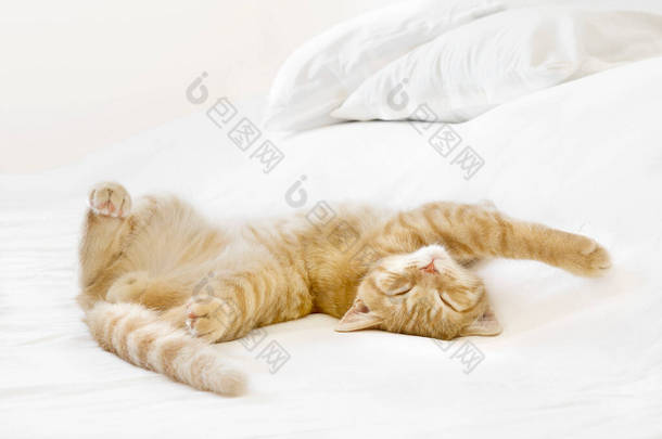 生姜的英国短毛猫咪睡在床上。 3个月大的小猫.
