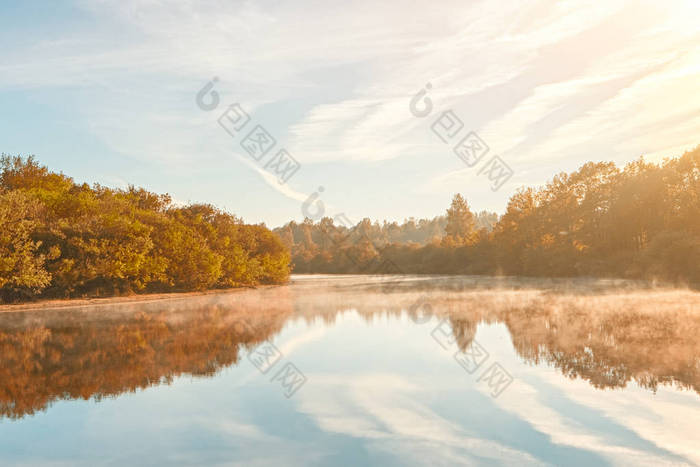 秋天朦胧的早晨。秋黎明场面。雾河岸上的奥尔登树.