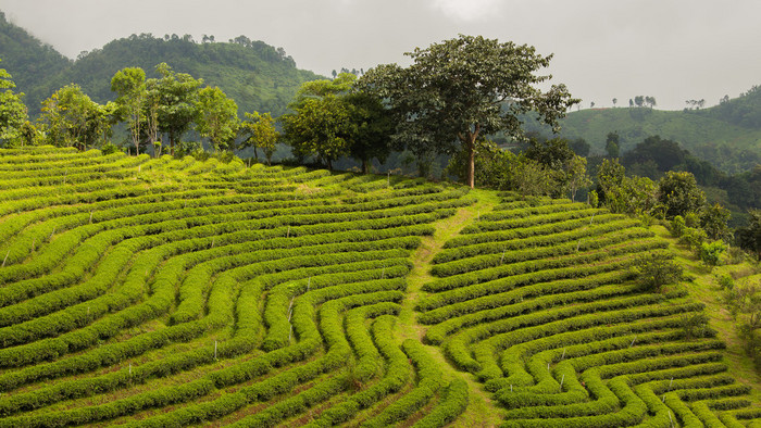 茶叶种植园 茶山