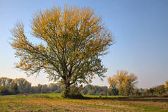 秋天，乡村田野里的一棵树