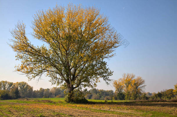 秋天，乡村田野里的一棵树