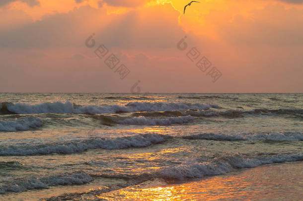海浪和海鸥在落日的背景下飞行