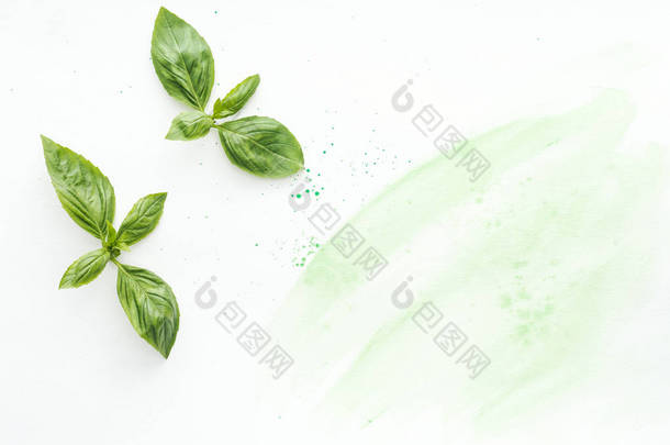 绿色水彩笔触在白色表面的原始<strong>罗</strong>勒叶的顶部视图