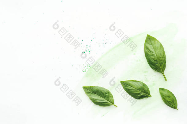 绿色水彩笔触白色表面芳香罗勒叶的顶部视图