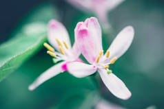 美丽的春天白花的宏观.明亮生动的颜色。自然背景。春秋背投