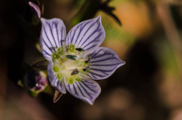 在缅甸和<strong>泰</strong>国北部发现的猪笼草(Swertia striata Coll.)，在自然界中盛开的兰科白花.