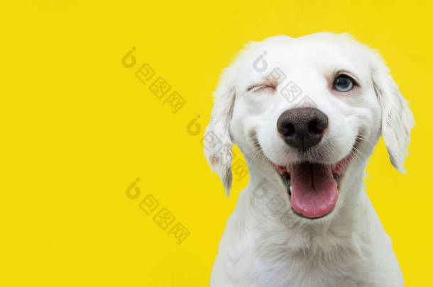 快乐的小狗眨了<strong>眨眼</strong>，对着色彩斑斓的黄狗闭着眼睛笑着.