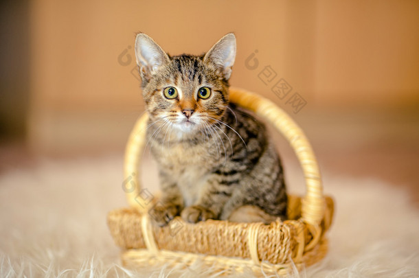 光怪陆离的小猫正坐在一篮子，期待着。星期一 2 岁