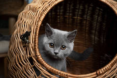 蓝色的英国短毛猫咪在篮子宠物载体里面