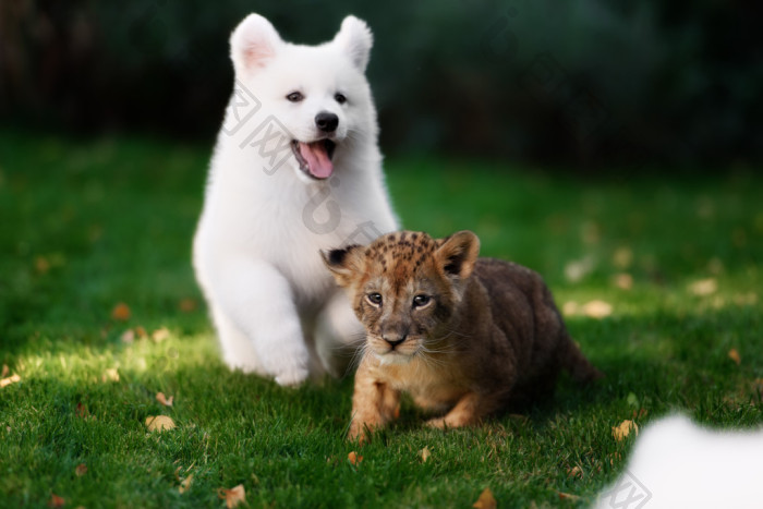 白色瑞士牧羊犬小狗与狮子躺图片-包图网企业站