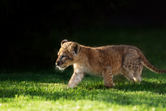 年轻的狮子幼崽在野外