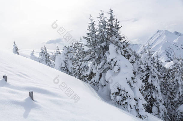 冬季<strong>景观</strong>与雪树和<strong>山</strong>脉，阿尔卑斯<strong>山山</strong>