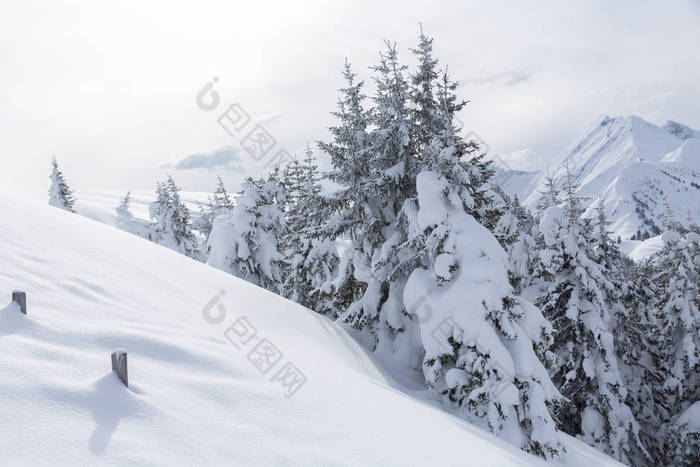 冬季景观与雪树和山脉，阿尔卑斯山山